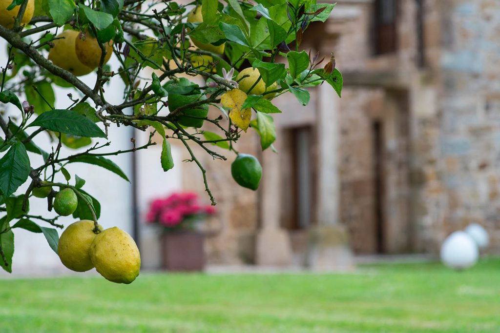 Apartamentos Jardín Botánico 12 limones 1024x683 1
